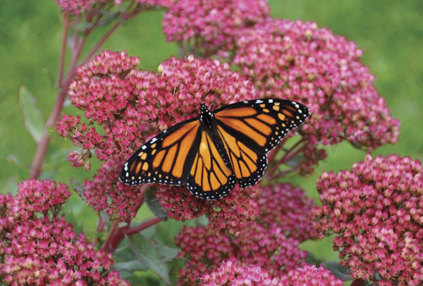 A scene from "Flight of the Butterflies," at the Science Museum of Minnesota.