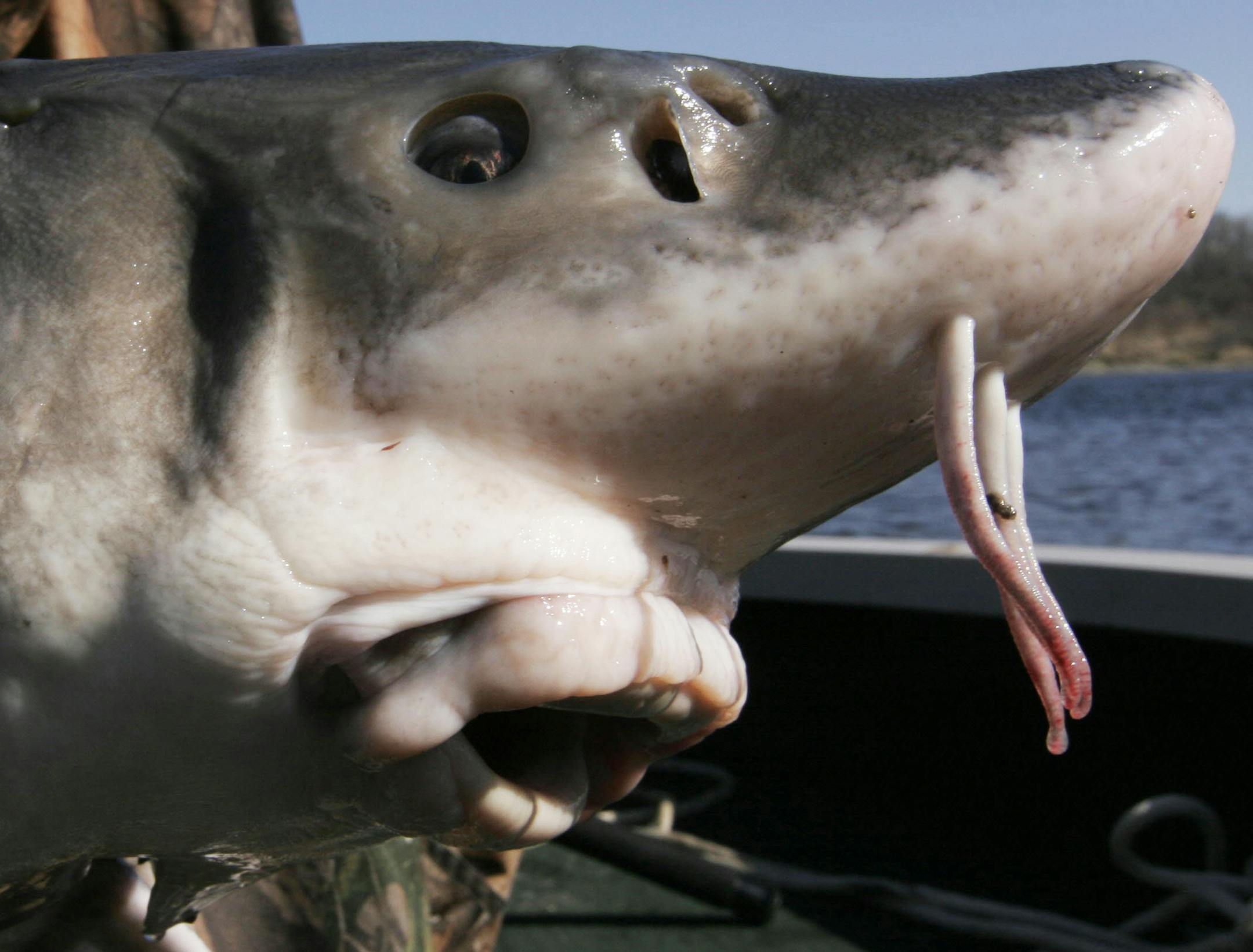 Sturgeon are among the fish that will be on display at the Minnesota State Fair. Star Tribune file photo by Doug Smith