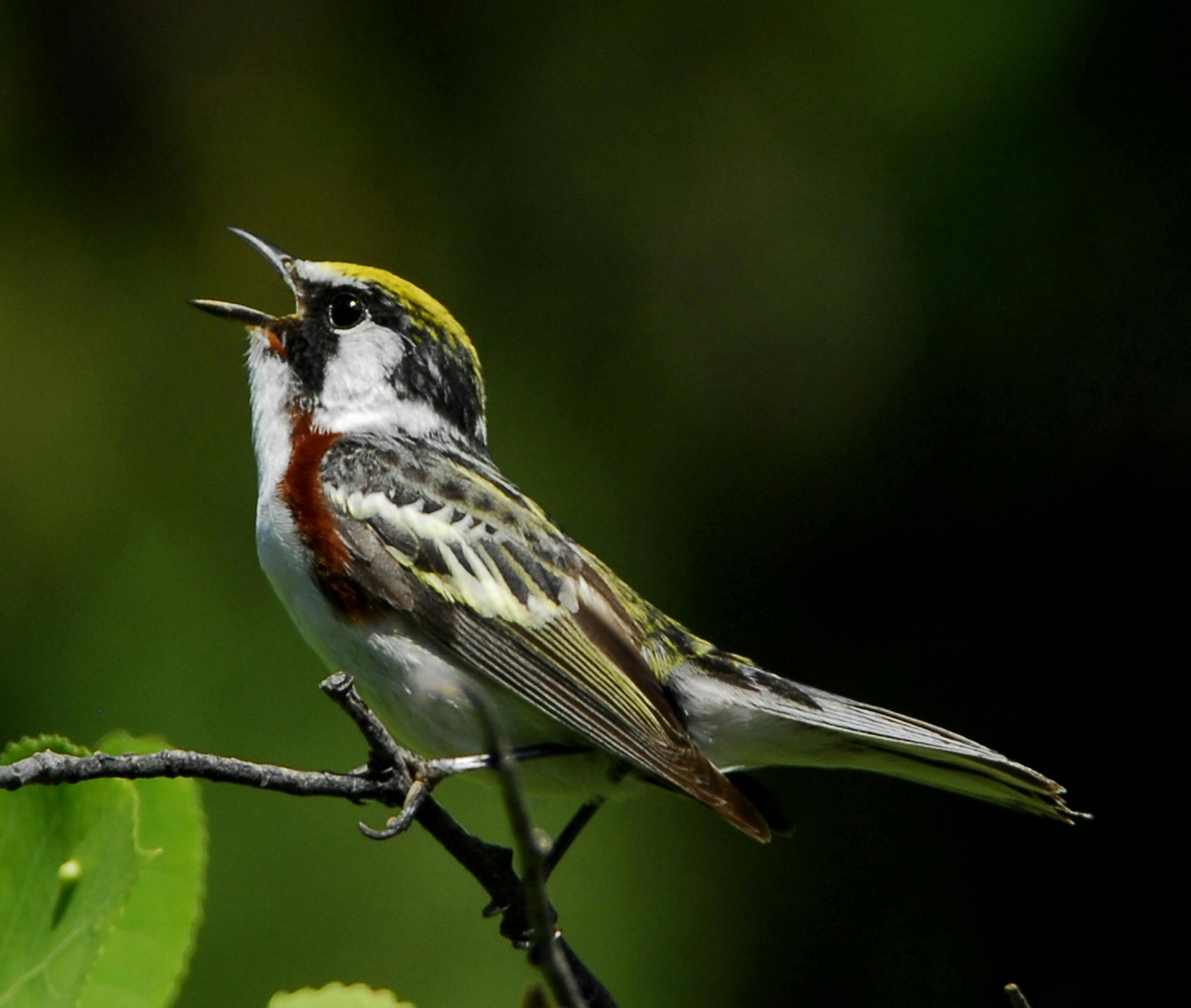 A chestnut-sided warbler credit: Jim Williams