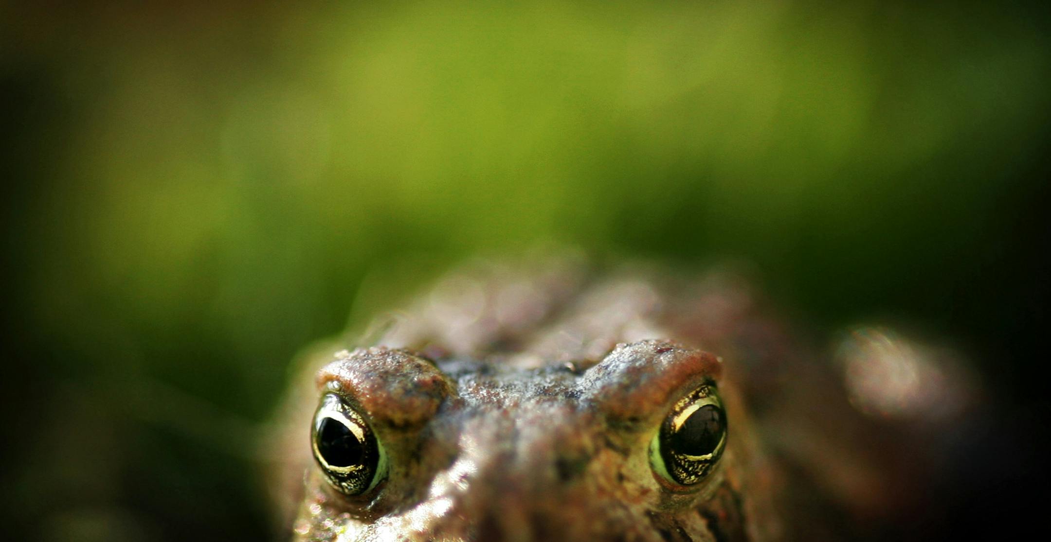 The American Toad is often heard in or around Minnesota wetlands during the spring mating season creating a distinctive long, high-pitched trill. Females lay up to 20,000 eggs which normally hatch within one week. ] Minnesota _State of Wonders, Spring in NW Minnesota. BRIAN PETERSON ‚Ä¢ brian.peterson@startribune.com Park Rapids, MN 2/14/2014