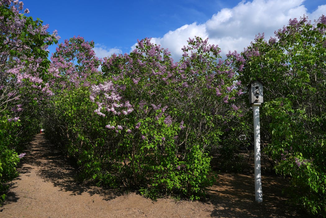 Blooming flowers form the Lilac Labyrinth Thursday at Boomerville Lodge in Cold Spring.