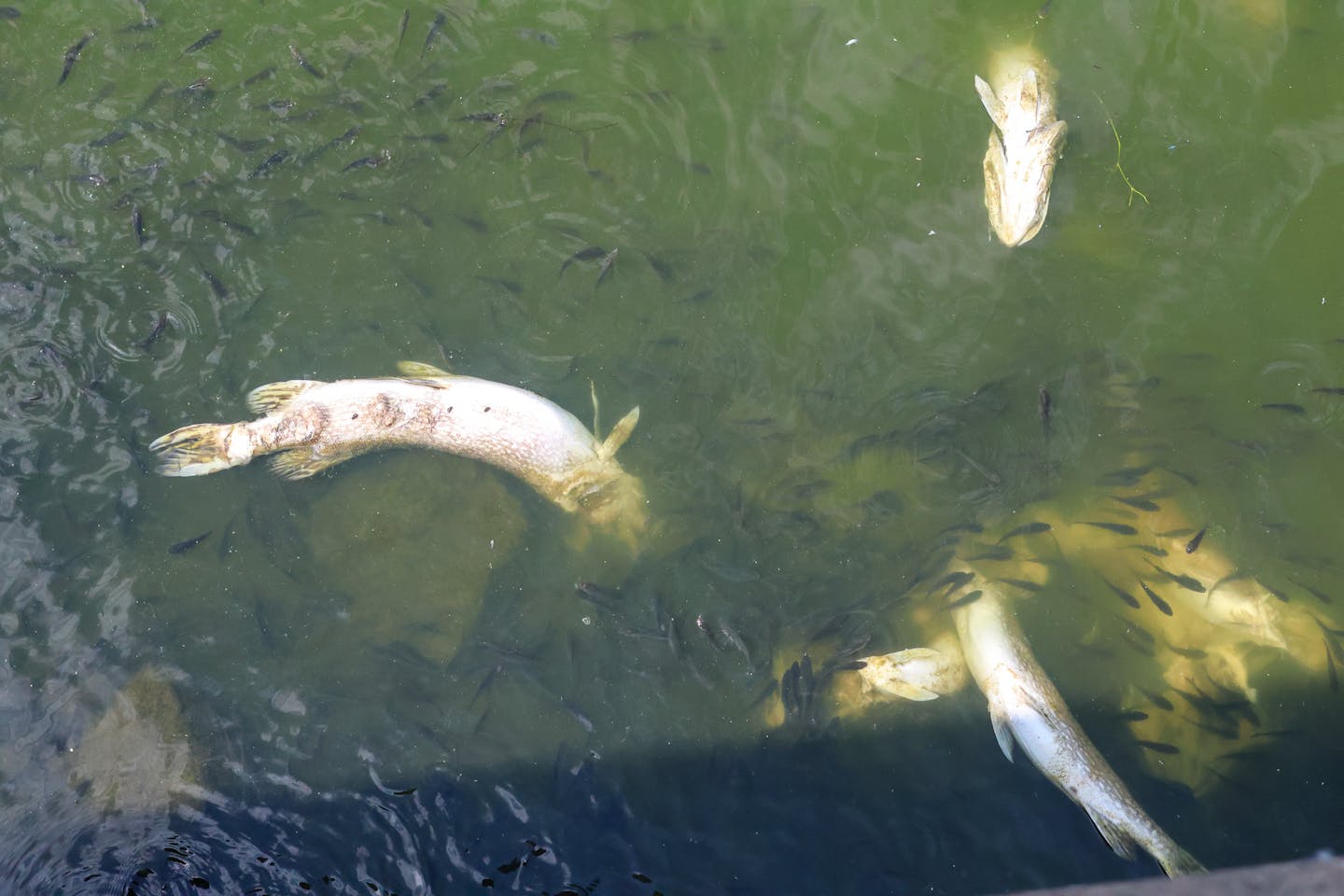 Minnesota fish kills: Why fish are dying during the heat wave