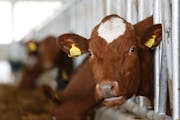In this photo taken on Tuesday, April 15, 2014, Norwegian Red Cows are seen inside a farm in the village of Kozarac, near Bosnian town of Perijedor,(A