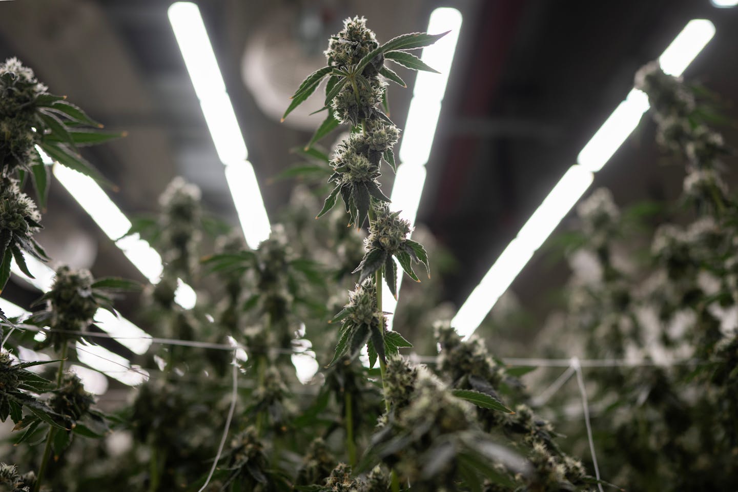 Forest Lake, MN mayor opens city's first dispensary