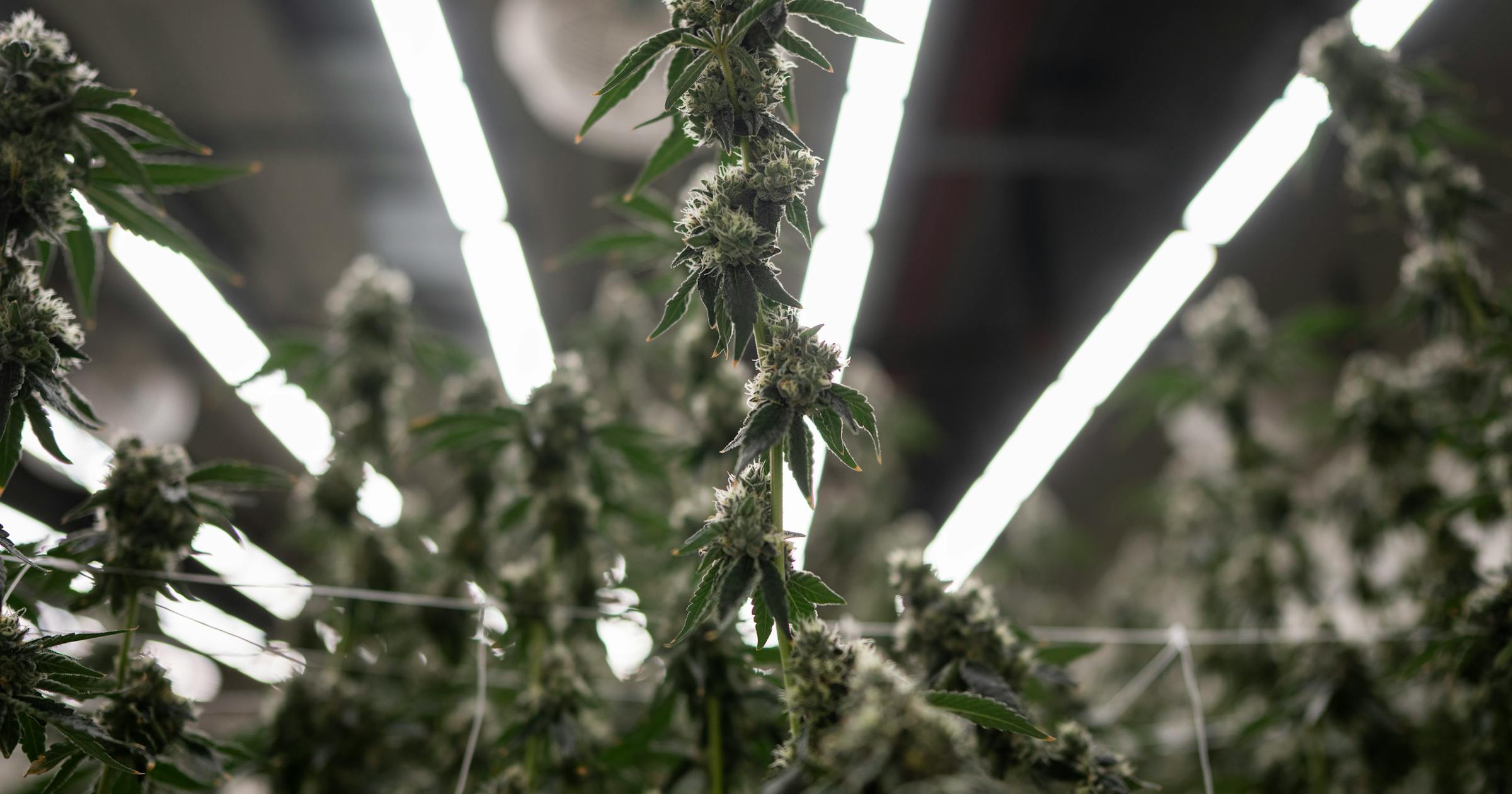 Forest Lake, MN mayor opens city's first dispensary