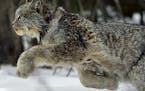 Biologists are getting the scoop on Minnesota&#x2019;s threatened lynx, which typically is a very shy but handsome feline.