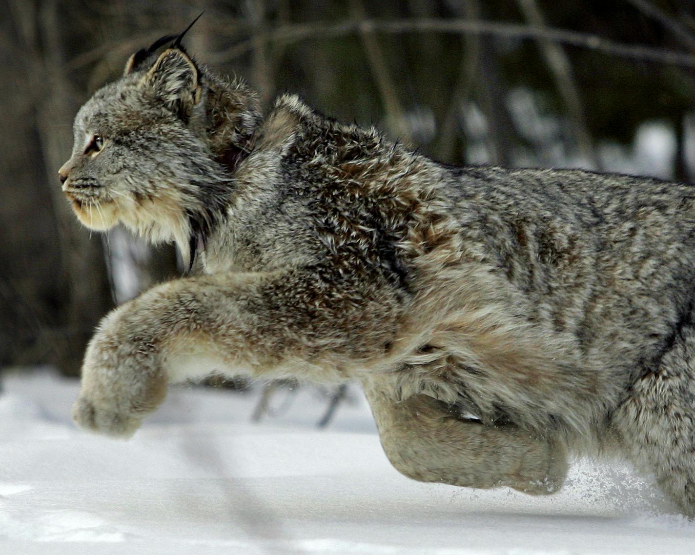 Biologists are getting the scoop on Minnesota&#x2019;s threatened lynx, which typically is a very shy but handsome feline.