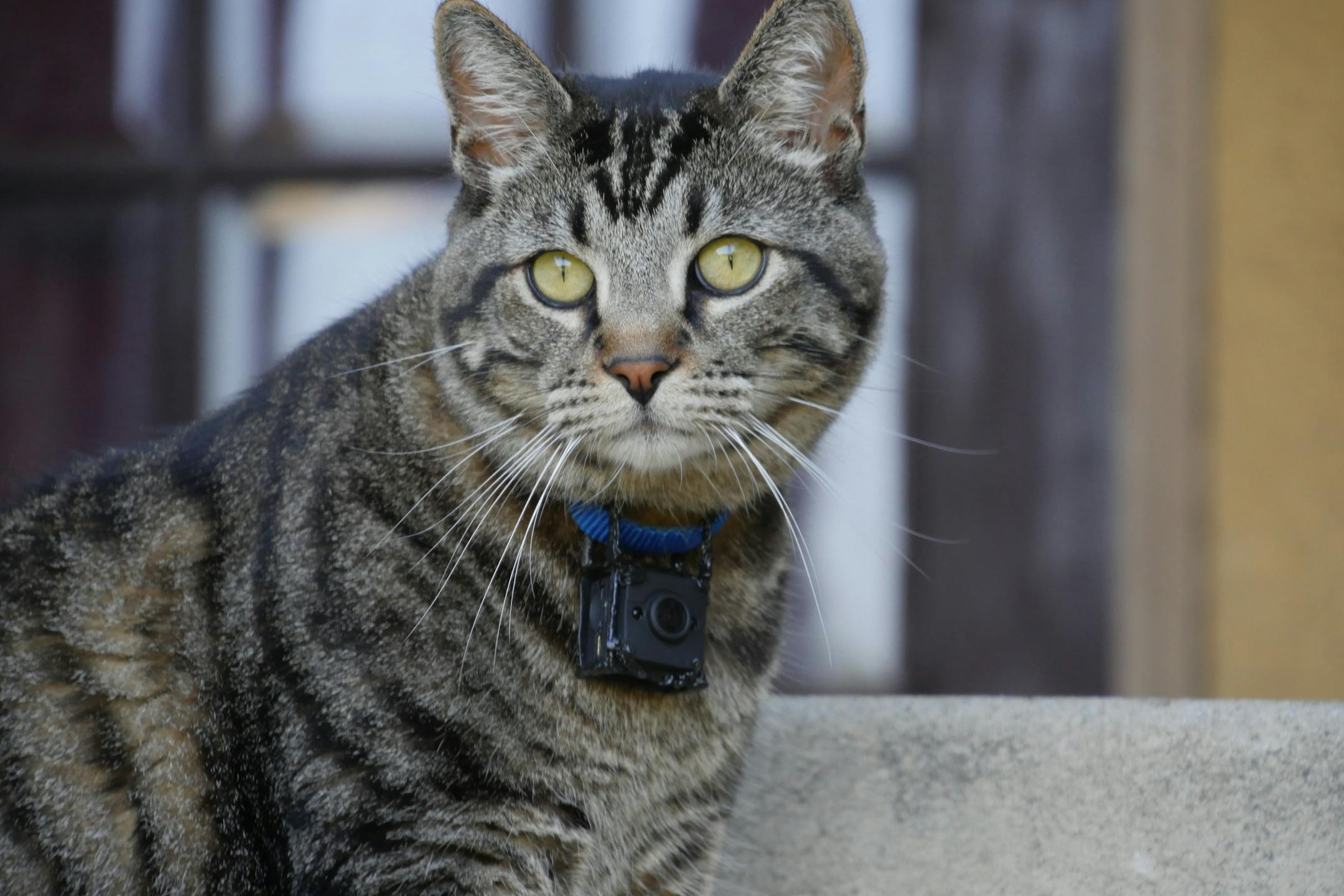 In an image provided by his human companion, Gonzo, whose cat-perspective videos are a hit online. With the help of cameras that attach to collars, a niche style of cat content shows the world from a feline perspective. (Maria Boonstra via The New York Times) — NO SALES; FOR EDITORIAL USE ONLY WITH CAT PERSPECTIVE VIDEOS by NIERENBURG of MARCH 30, 2023. ALL OTHER USE PROHIBITED. —