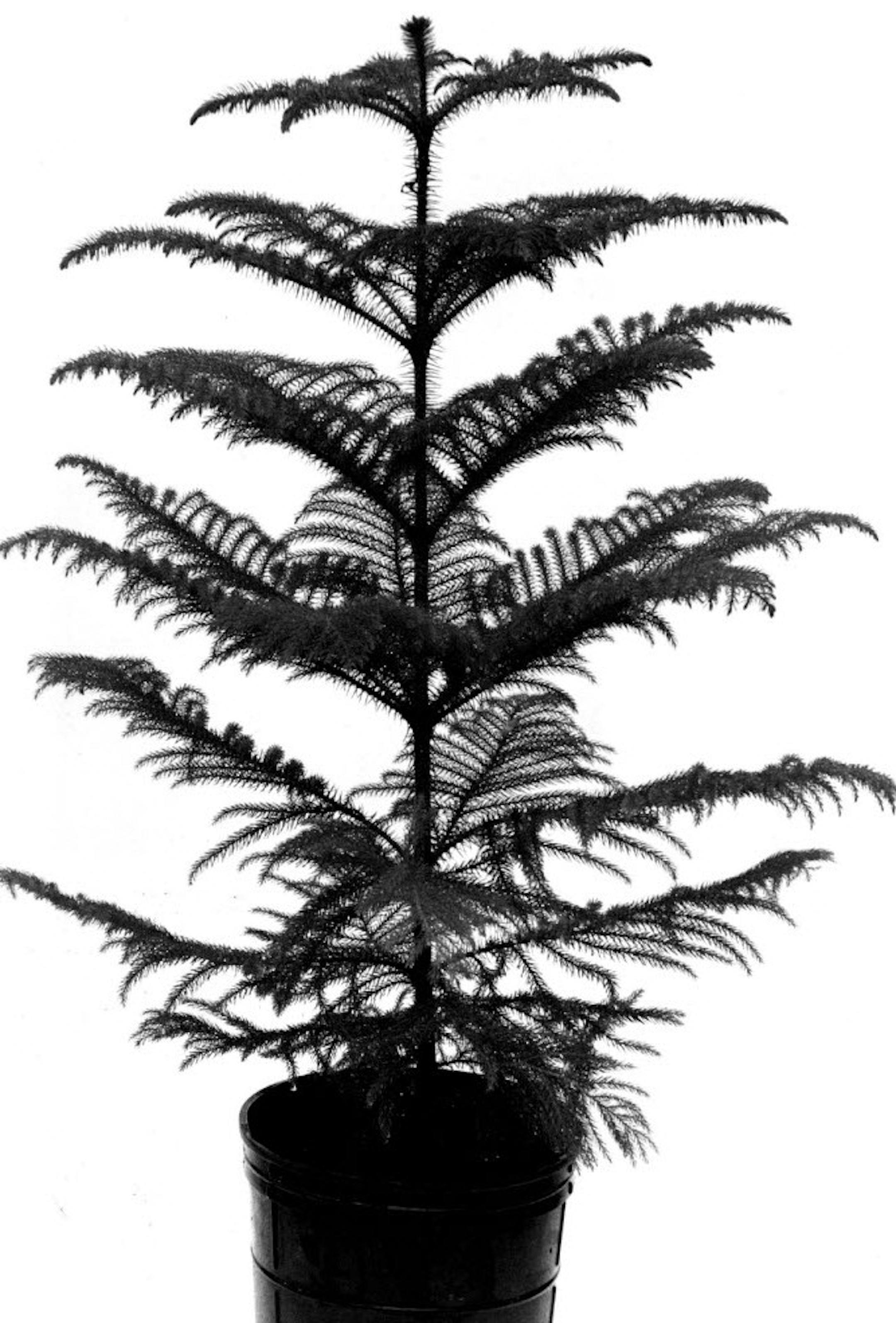 Norfolk Island pine