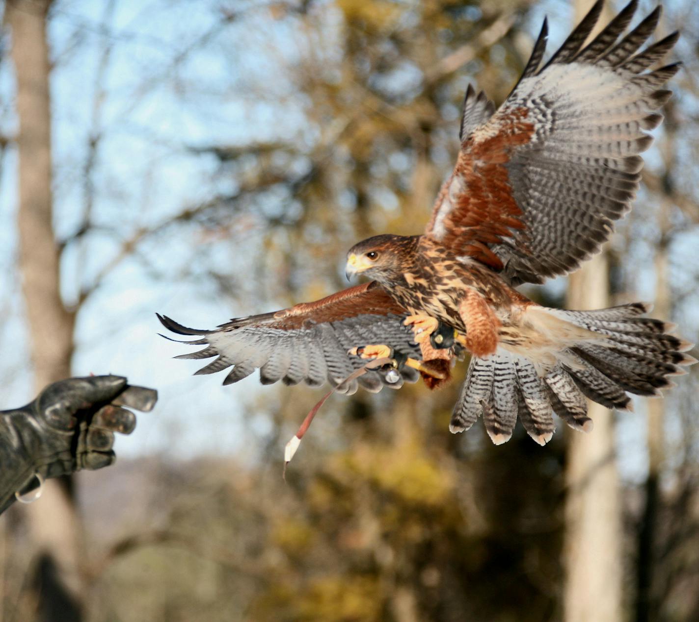 McClatchy News Service A Harris's hawk returns to the hand of falconer Gary Cox, of Elkhorn, during an outing in Waukesha County, Wisconsin. (Paul Smith/Milwaukee Journal Sentinel/MCT) ORG XMIT: 1101382