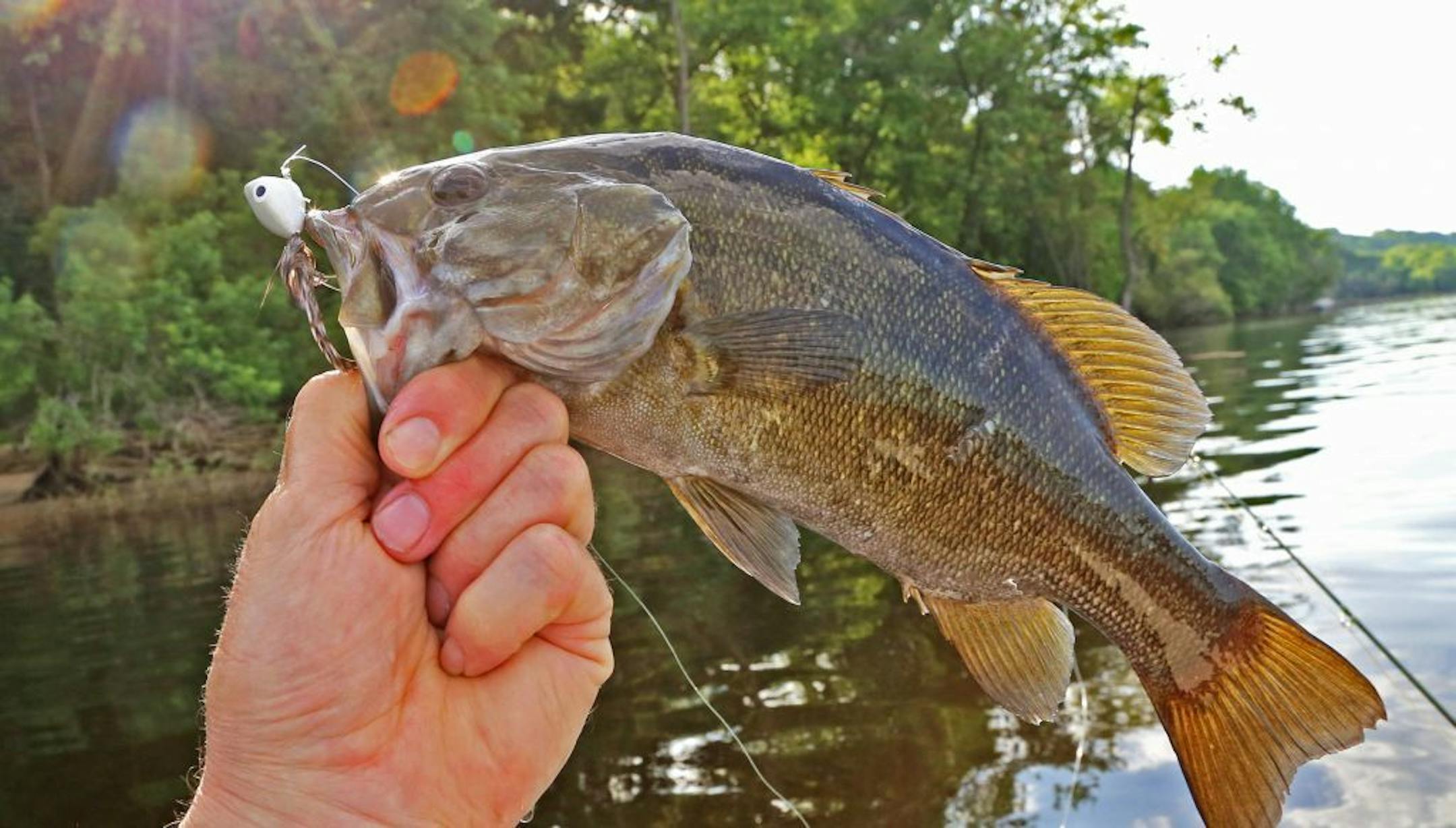 A smallmouth bass caught on a popper cast by a fly rod on the St. Croix River.