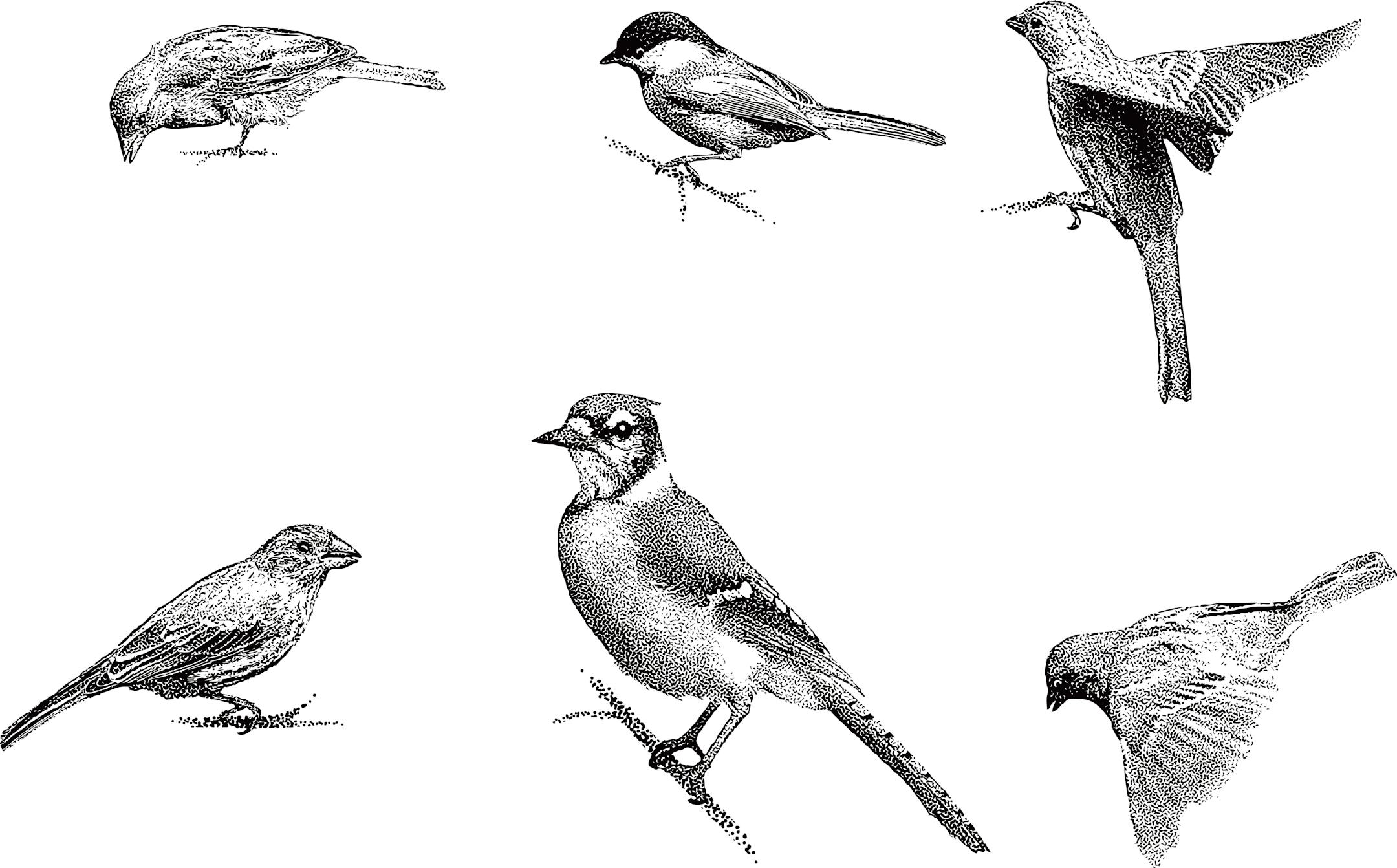 Birds-related programming continues at state and regional parks.