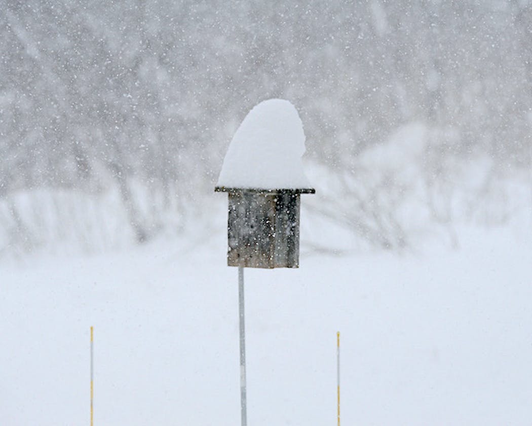 An old nest box wears a snow hat.