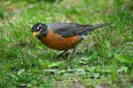 A robin with its head tilted toward the ground.