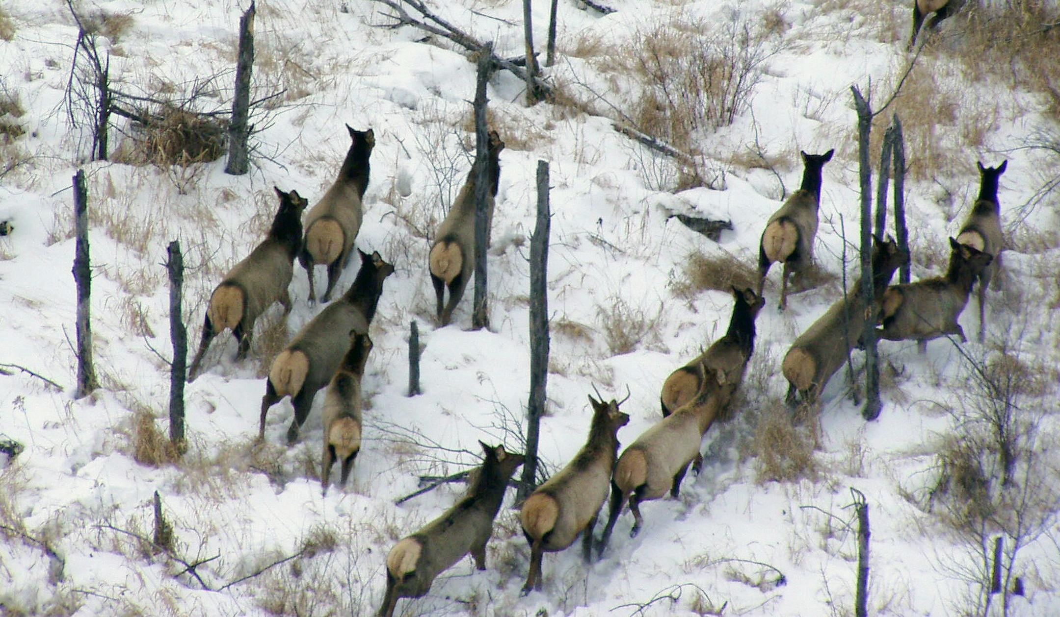 State conservation officials on Thursday will begin detailing their strategy for expanding the range and size of Minnesotaís elk population, estimated to be about 130 in three herds in the northwestern corner of the state. Provided by Mn. DNR