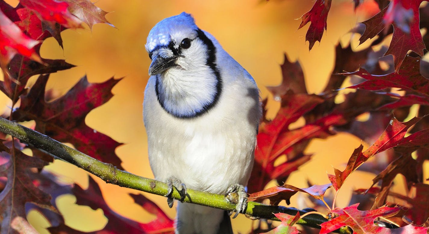 Preparation was the key to getting this colorful image of a blue jay amid fall color.