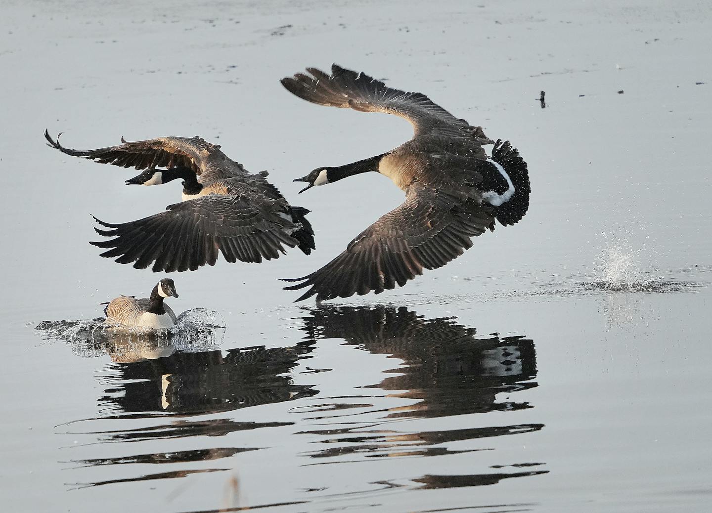 Canada 2024 goose competitor