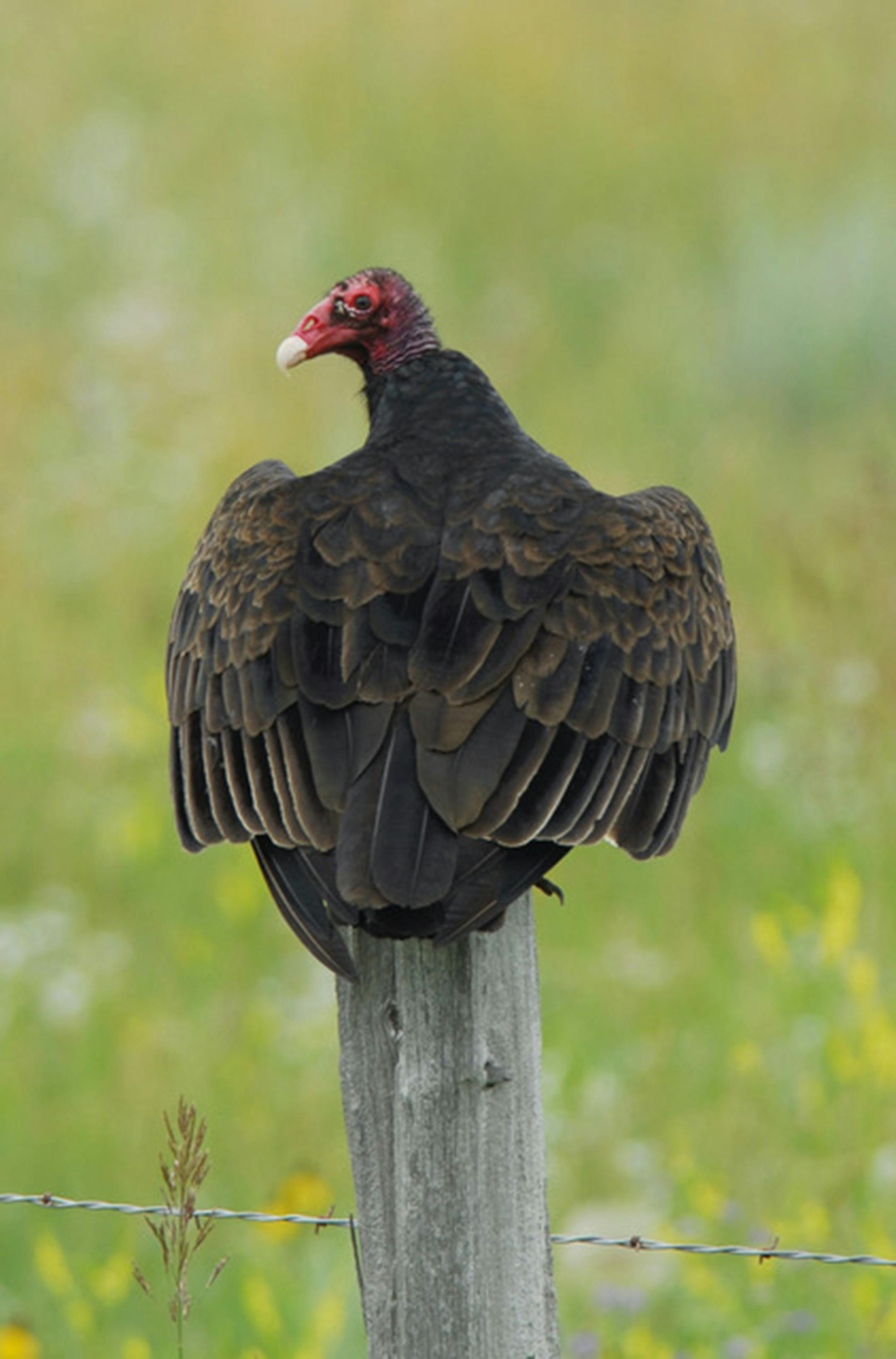 A vulture at rest. Jim Williams photo