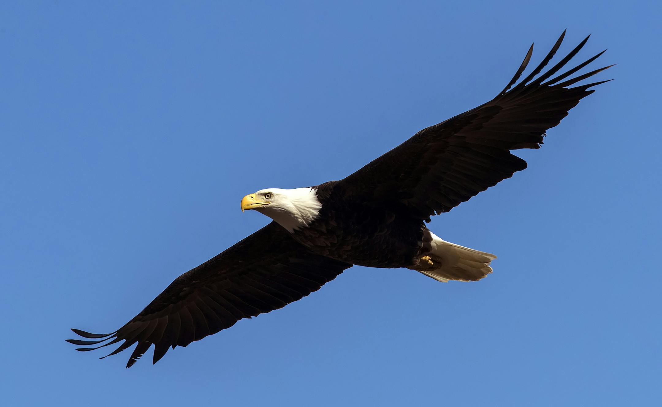 March is the premier month for eagle viewing in southeastern Minnesota and resident and migratory birds congregate in the Mississippi River Valley. Here, Eagles were spotted Wednesday along the Mississippi River near Reeds Landing. ] BRIAN PETERSON ï brian.peterson@startribune.com
Reeds Landing, MN 03/09/17