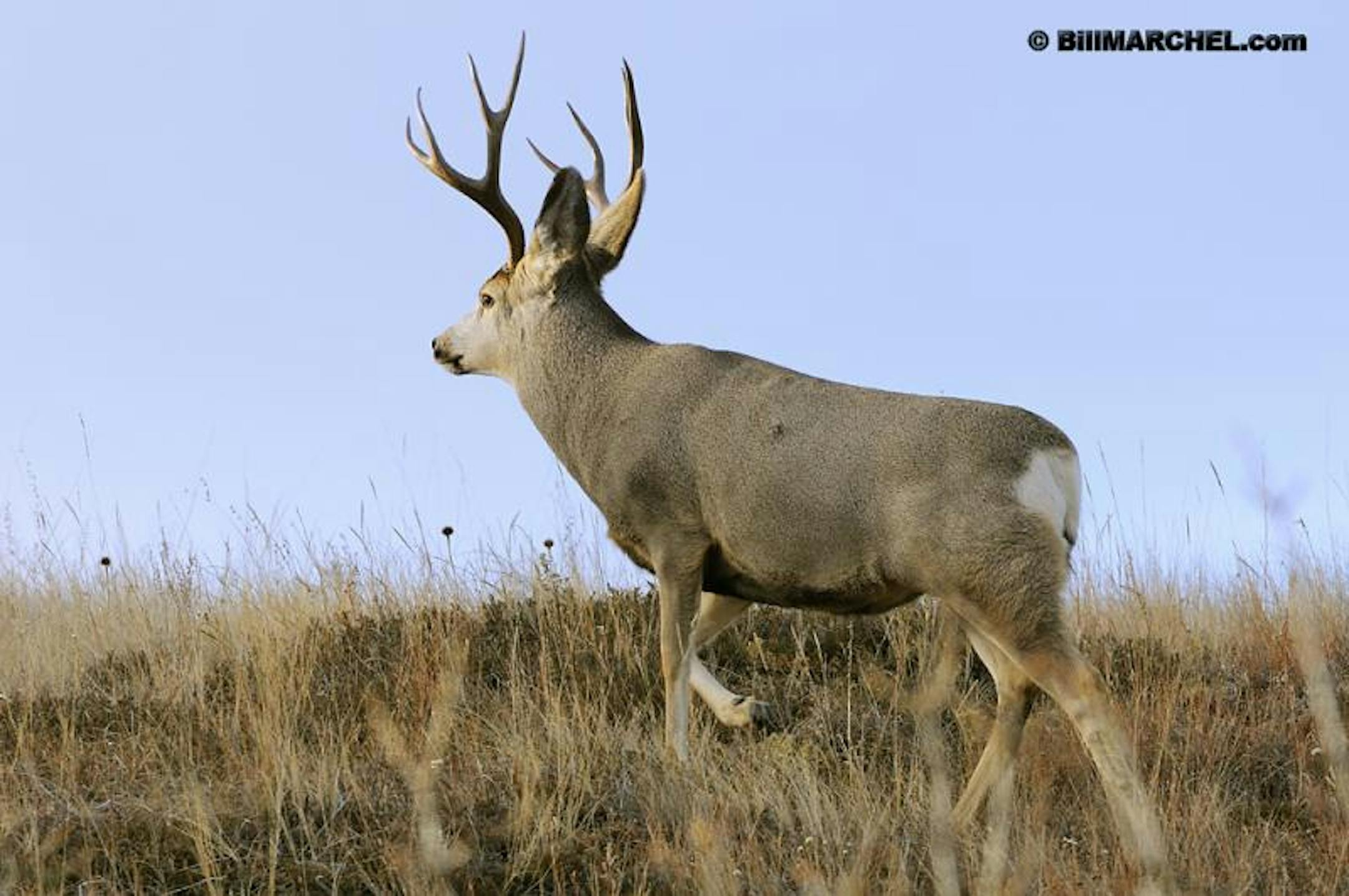 Badlands mule deer buck.