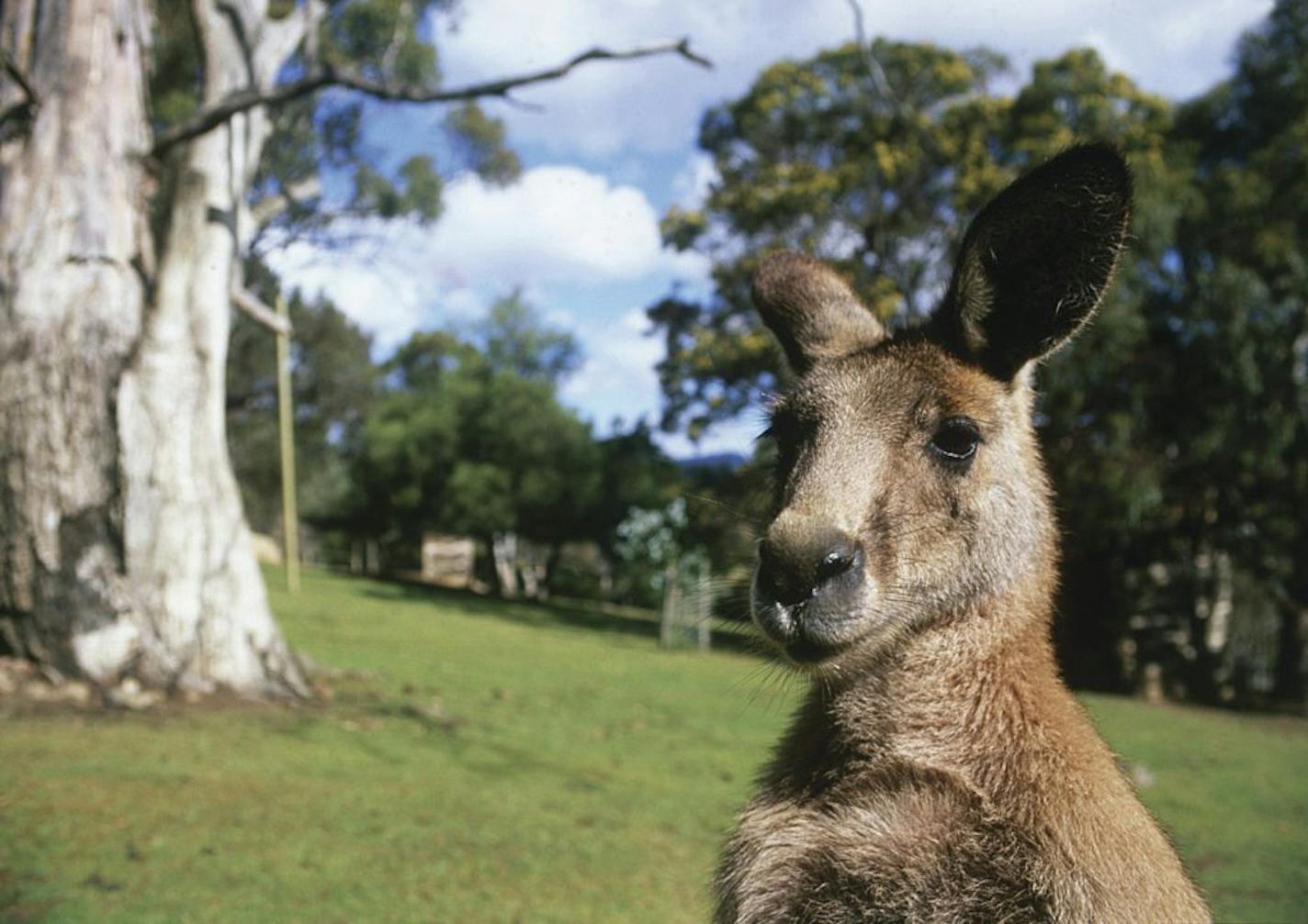 Forester (Eastern grey) Kangaroo (Macropus giganteus), Bonorong Wildlife Centre Bonorong specialises in Tasmanian wildlife education, care and rehabilitation and are committed to the conservation of Tasmania's threatened species and providing a first class and engaging visitor experience. You will not only get to see Tasmanian wildlife but also have the opportunity to get right up close to pat, and hand feed a range of our delightful furry friends while discovering their unique stories. Location