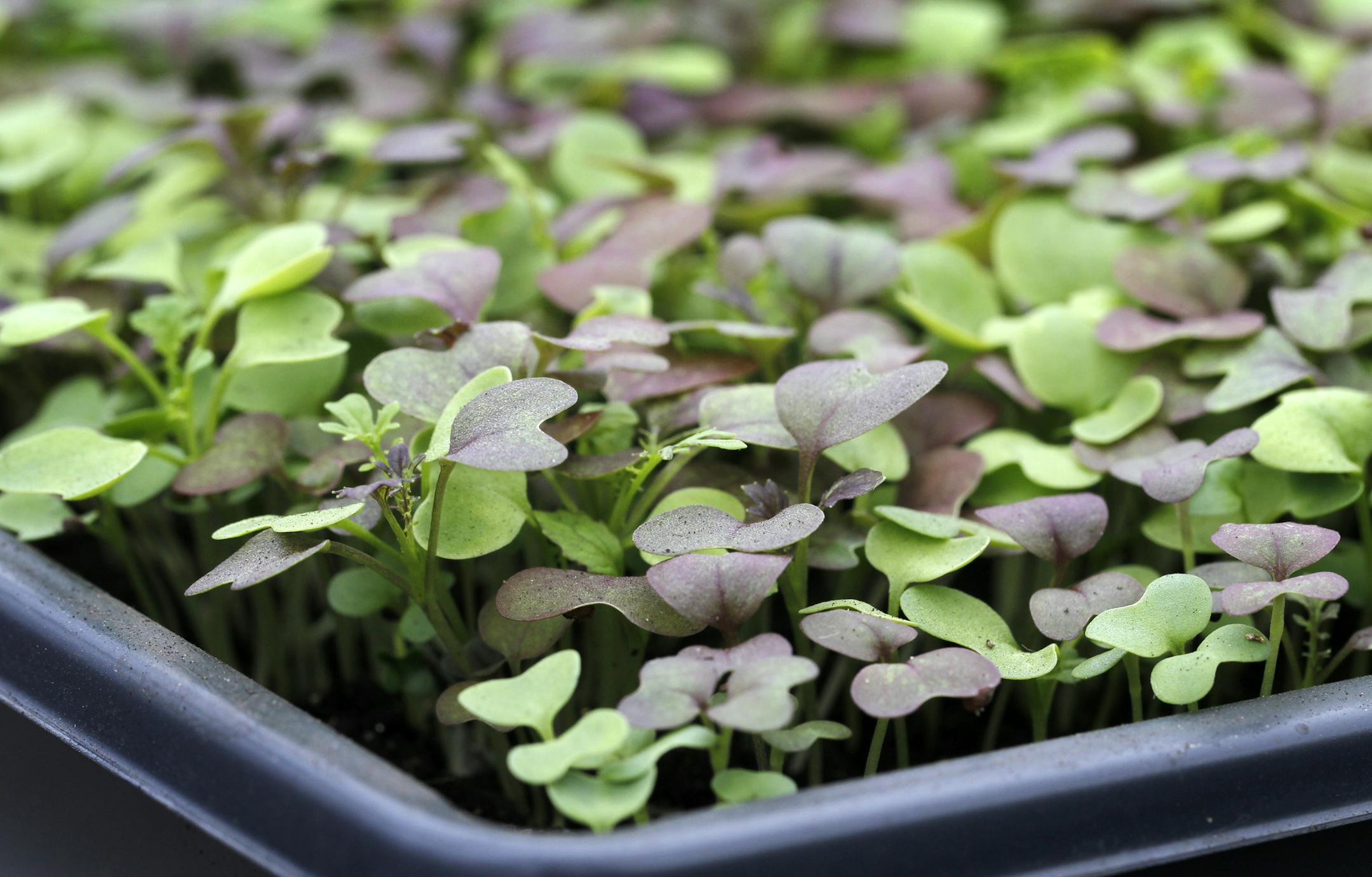 Minneapolis Zoning and Planning Committee just approved new zoning regulations paving the way for urban agriculture. California Street Farm, run By Jim Bovino and his partner Jillia Pessenda, is an example of such work and they are in the process of indoor planting and getting the rows in shape for planting. Baby Greens almost ready for harvest are in the Small Green House Jim And Jillia have for starting seeds for planting. [ TOM WALLACE ‚Ä¢ twallace@startribune.com _ Assignmen