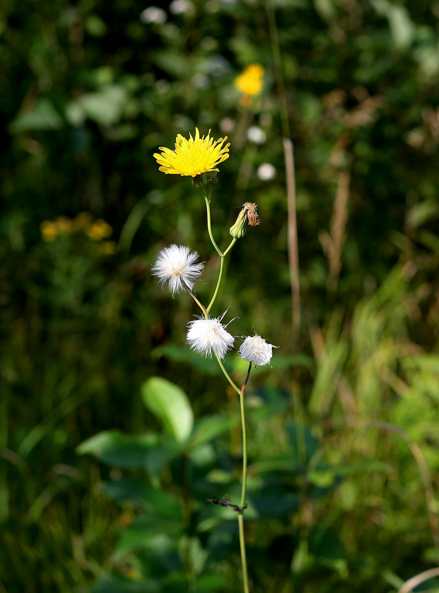 Without branches or greenery, brush grows vigorously alongside, and sometimes, across the Powwow Trail.