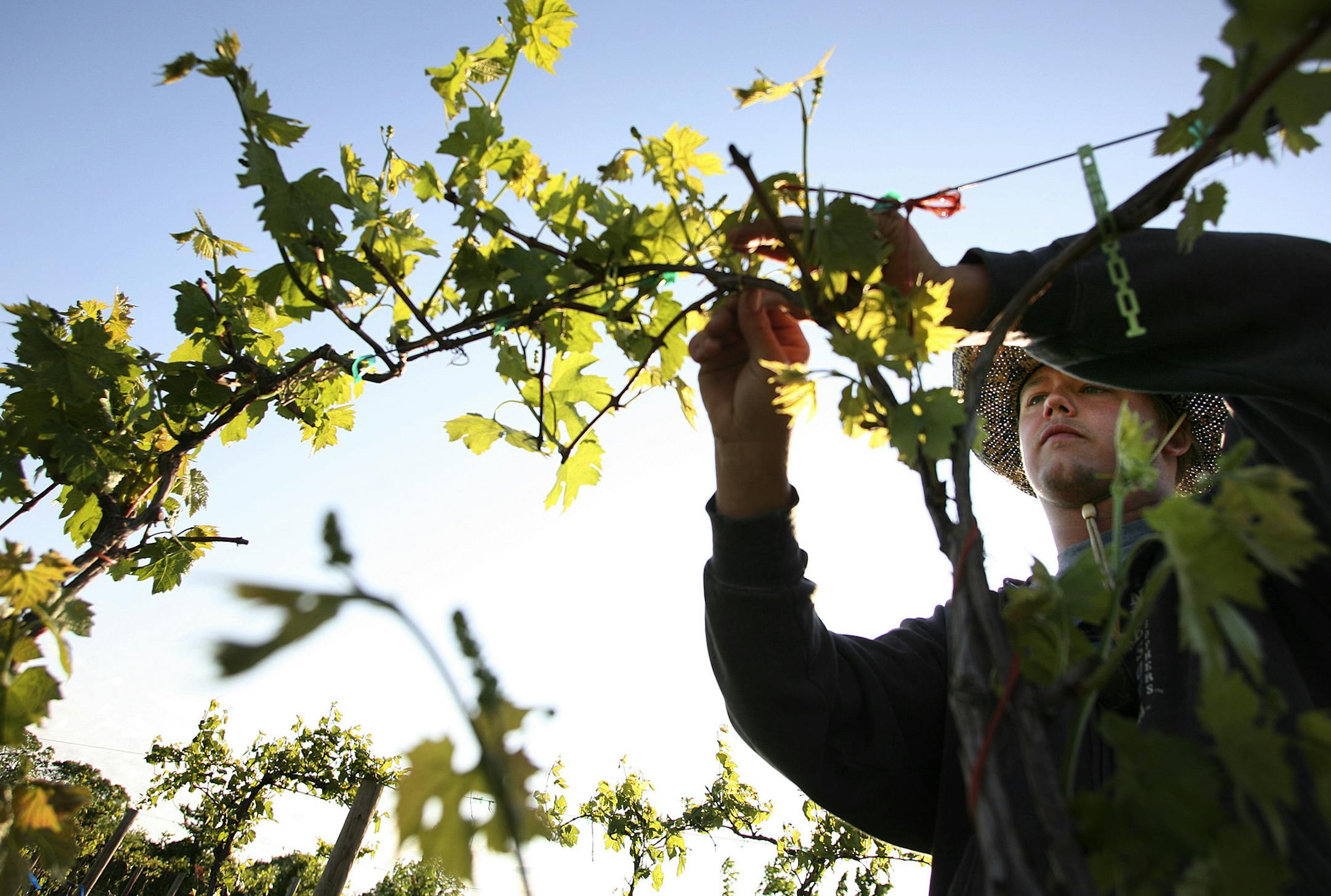 JENNIFER SIMONSON &#xa5; jsimonson@startribune.com Victoria, MN-May 16, 2007 Rory McGregor ties up grape vines at the University of Minnesota's horticultural research center near Victoria. Vines are tied to supportive wires in the spring, so that as the plants grow and become heavy with fruit they do not break or bend. GENERAL INFORMATION: Spending time with Peter Hemsted and his staff (at the U of M research station at the Arboretum) who develop new grape varieites to grow in Minnesota.