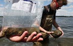 Zebra mussels, like the ones collected by University of Minnesota research assistant Sophie Mallez, right, are disrupting the food webs in an increasi