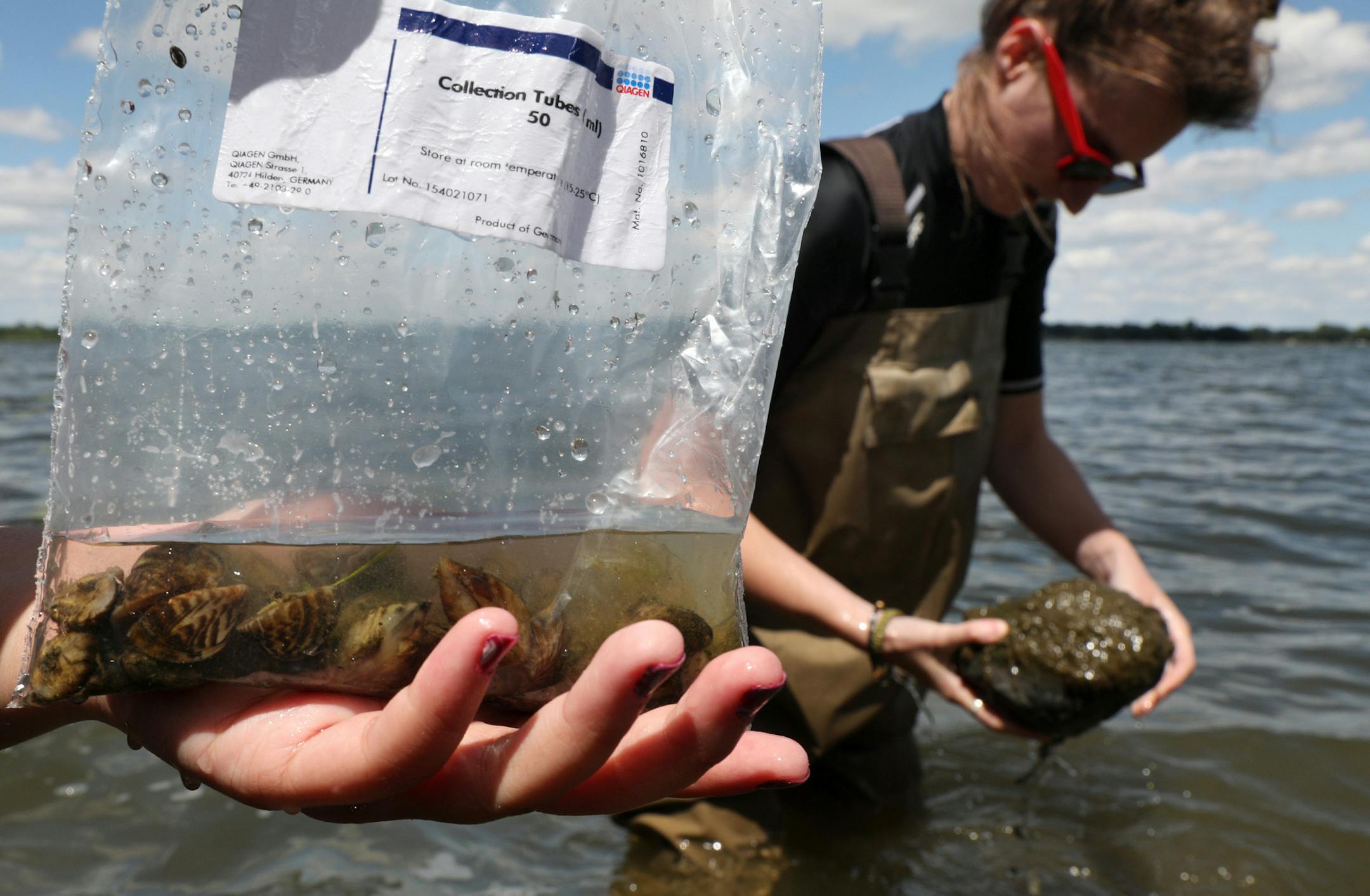 Zebra mussels, like the ones collected by University of Minnesota research assistant Sophie Mallez, right, are disrupting the food webs in an increasing number of Minnesota walleye lakes. A new study chosen by the U's Minnesota Aquatic Invasive Species Research Center in St. Paul is studying the impacts ANTHONY SOUFFLE ï anthony.souffle@startribune.com