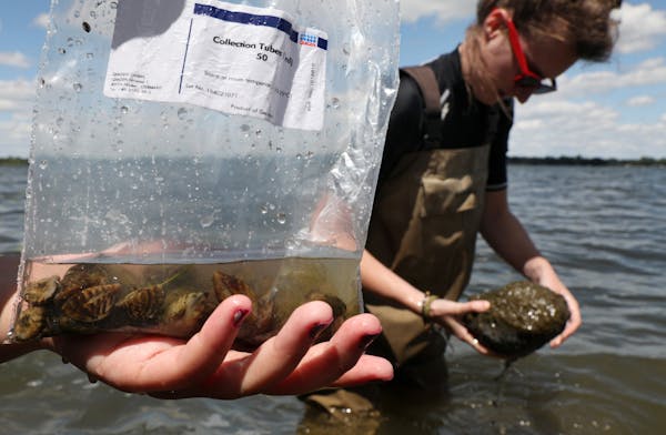 Zebra mussels, like the ones collected by University of Minnesota research assistant Sophie Mallez, right, are disrupting the food webs in an increasi