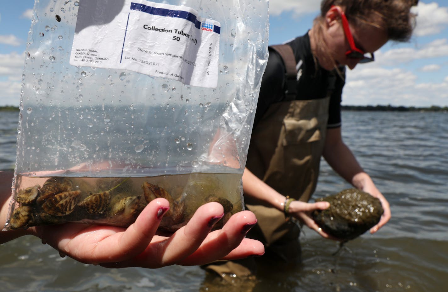 Zebra mussels, like the ones collected by University of Minnesota research assistant Sophie Mallez, right, are disrupting the food webs in an increasing number of Minnesota walleye lakes. A new study chosen by the U's Minnesota Aquatic Invasive Species Research Center in St. Paul is studying the impacts ANTHONY SOUFFLE &#xef; anthony.souffle@startribune.com