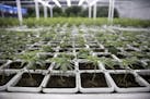 In this April 18, 2019, photo, cannabis is seen growing in Leafline Labs headquarters, in Cottage Grove. The company announced this month that it was 