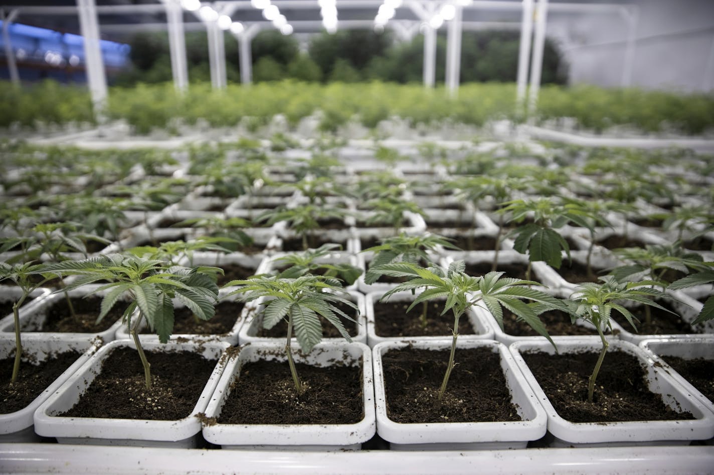 In this April 18, 2019, photo, cannabis is seen growing in Leafline Labs headquarters, in Cottage Grove. The company announced this month that it was conducting additional safety testing of its vaping products.