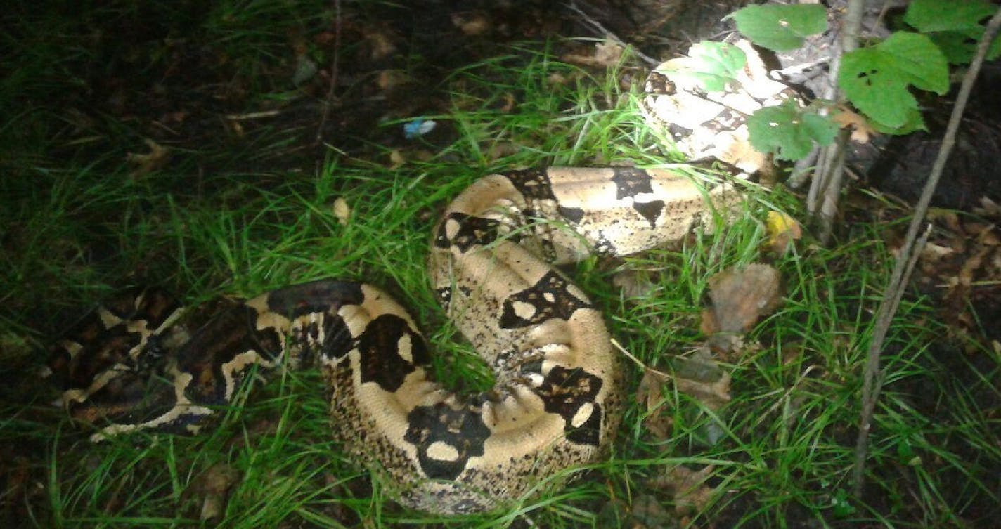 This snake was captured in a park west of the Twin Cities on Saturday.