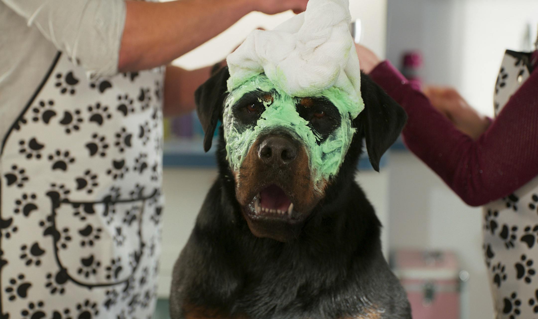 Max, voiced by Chris ìLudacrisî Bridges, in "Show Dogs."