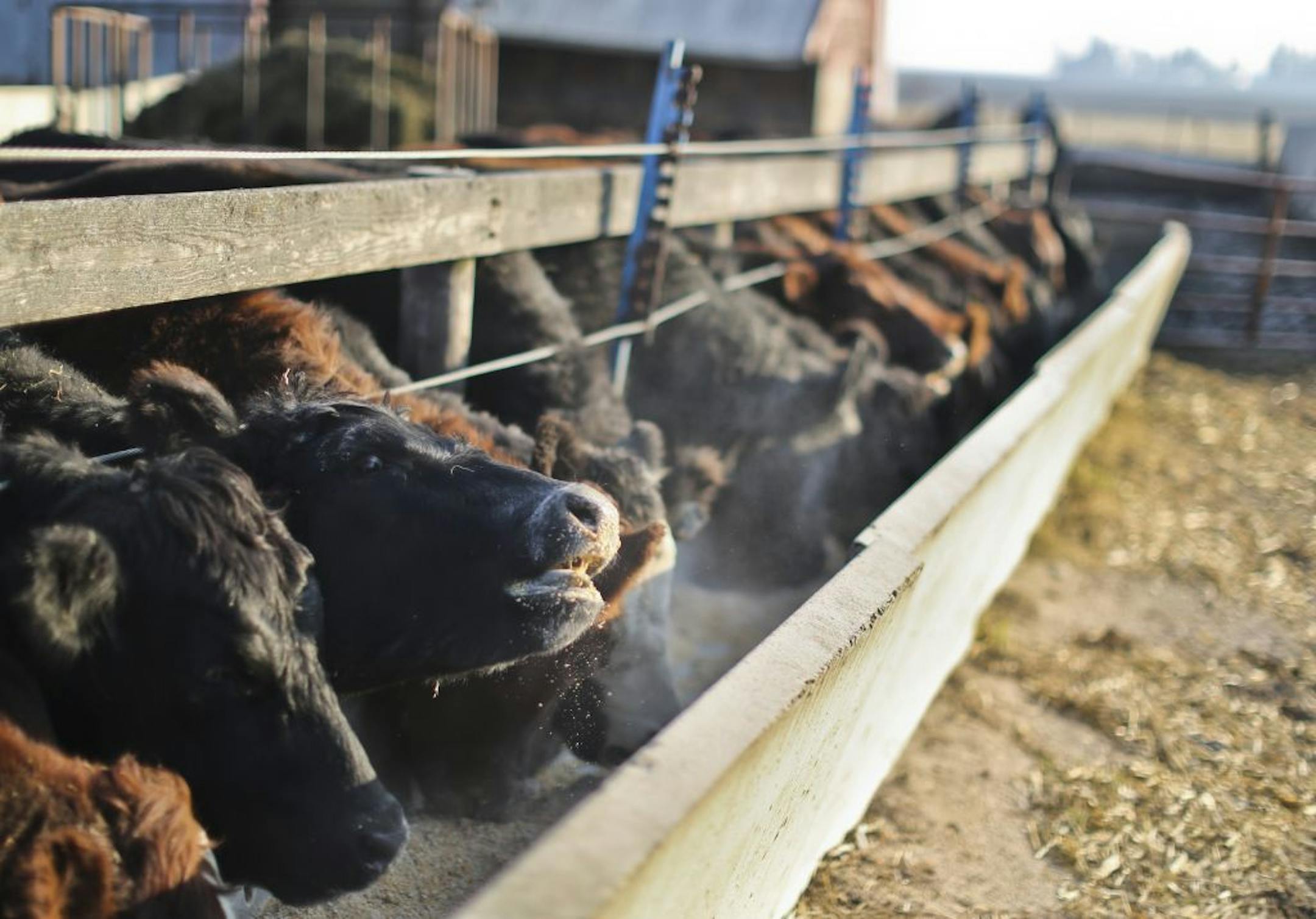 Cattle ate in troughs at Dick Thompson's farm on Friday, November 30, 2012, in Boone, Iowa.