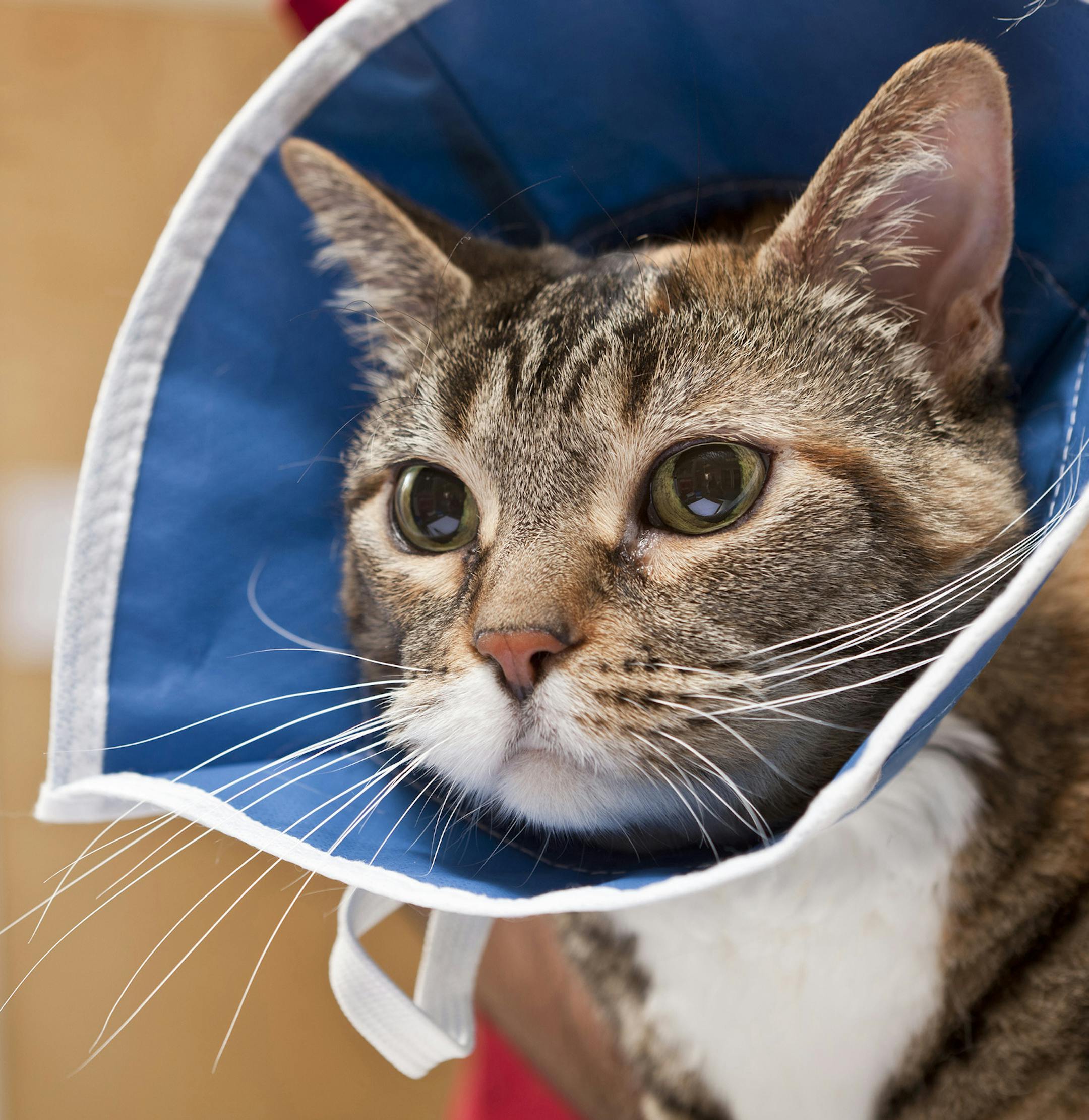 Ditch the plastic "cone of shame" for a softer, fabric one.