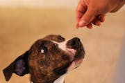 Robin, a three-and-a-half-year-old pitbull, waited patiently for her meat treat from her current caretaker. Robin is currently being fostered at the H