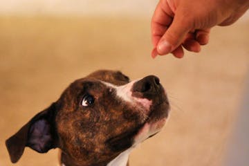 Robin, a three-and-a-half-year-old pitbull, waited patiently for her meat treat from her current caretaker. Robin is currently being fostered at the H