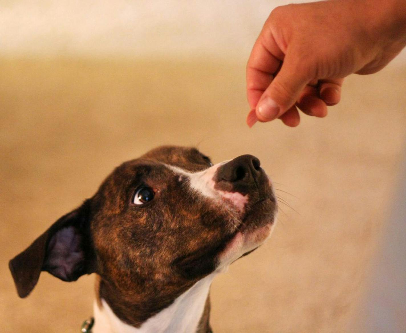 Robin, a three-and-a-half-year-old pitbull, waited patiently for her meat treat from her current caretaker. Robin is currently being fostered at the Hotchkiss home in Maple Grove, Minn.