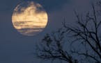 Spooky moon- outdoors fall halloween essay - Brian Peterson - star tribune