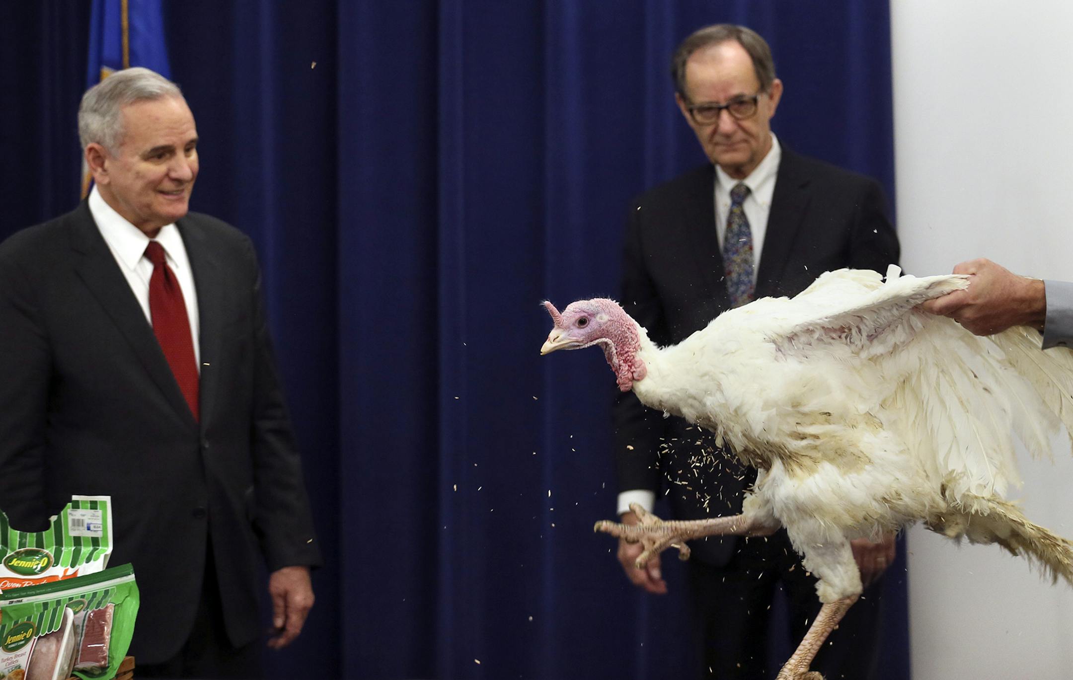 Minnesota Gov. Mark Dayton, left, and Agriculture Commissioner Dave Frederickson, center, kick off Thanksgiving week Monday, Nov. 23, 2015, with an appearance with "Aaron" the 40 lb. turkey, named after Green Bay quarterback Aaron Rodgers. The annual event where Minnesota's governor pets a live turkey ultimately bound for an area food shelf doubled as a means to highlight to an industry recovering from a devastating bout with avian flu. Turkey farmer Robert Orsten at right, with the turkey. (Bri