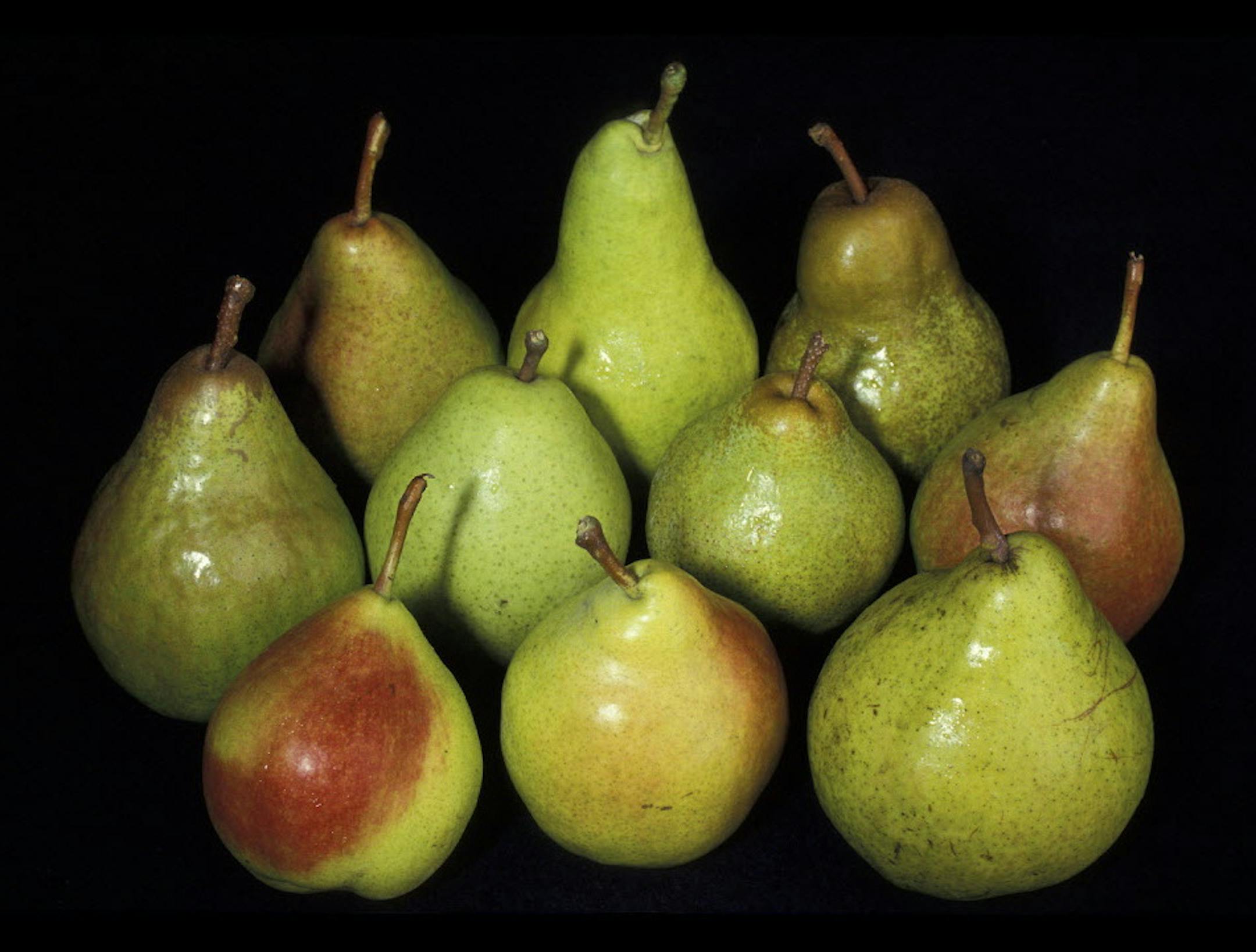 SH13C063YARDSMART March 11, 2013 -- Growing fruit allows you to enjoy fresh pears including the super sweet dessert pears popular for preserving. (SHNS photo courtesy Maureen Gilmer)