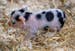 The runt of a litter of piglets makes its way around its pen after a vet visit at the Minnesota Zoo’s “Farm Babies” experience in Apple Valley i