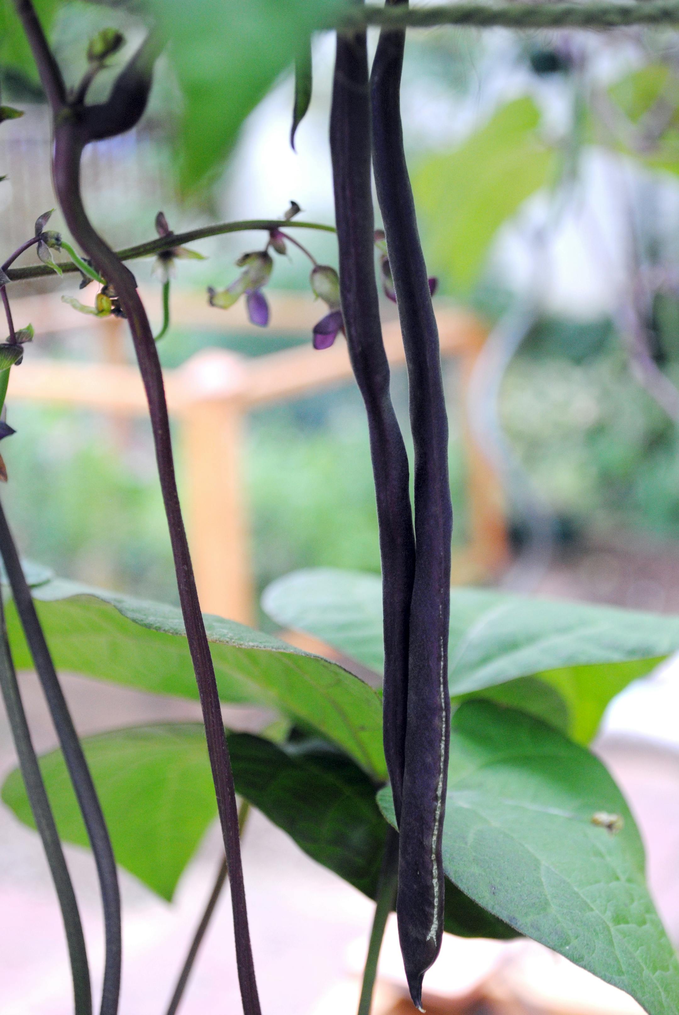 Purple pole beans