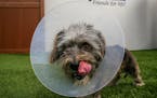 This Wednesday, March 2, 2016, photo, shows Puffin, a three-year-old Terrier mix female dog wearing a cone of shame device at the spcaLA South Bay Pet