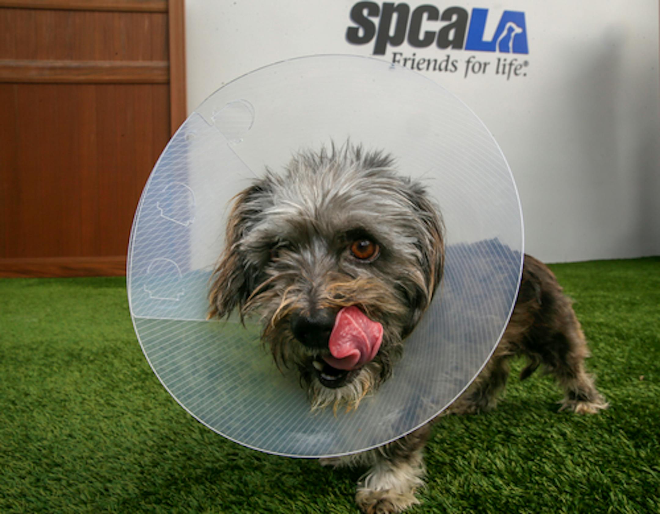 This Wednesday, March 2, 2016, photo, shows Puffin, a three-year-old Terrier mix female dog wearing a cone of shame device at the spcaLA South Bay Pet Adoption Center in Hawthorne, Calif. (AP Photo/Damian Dovarganes)
