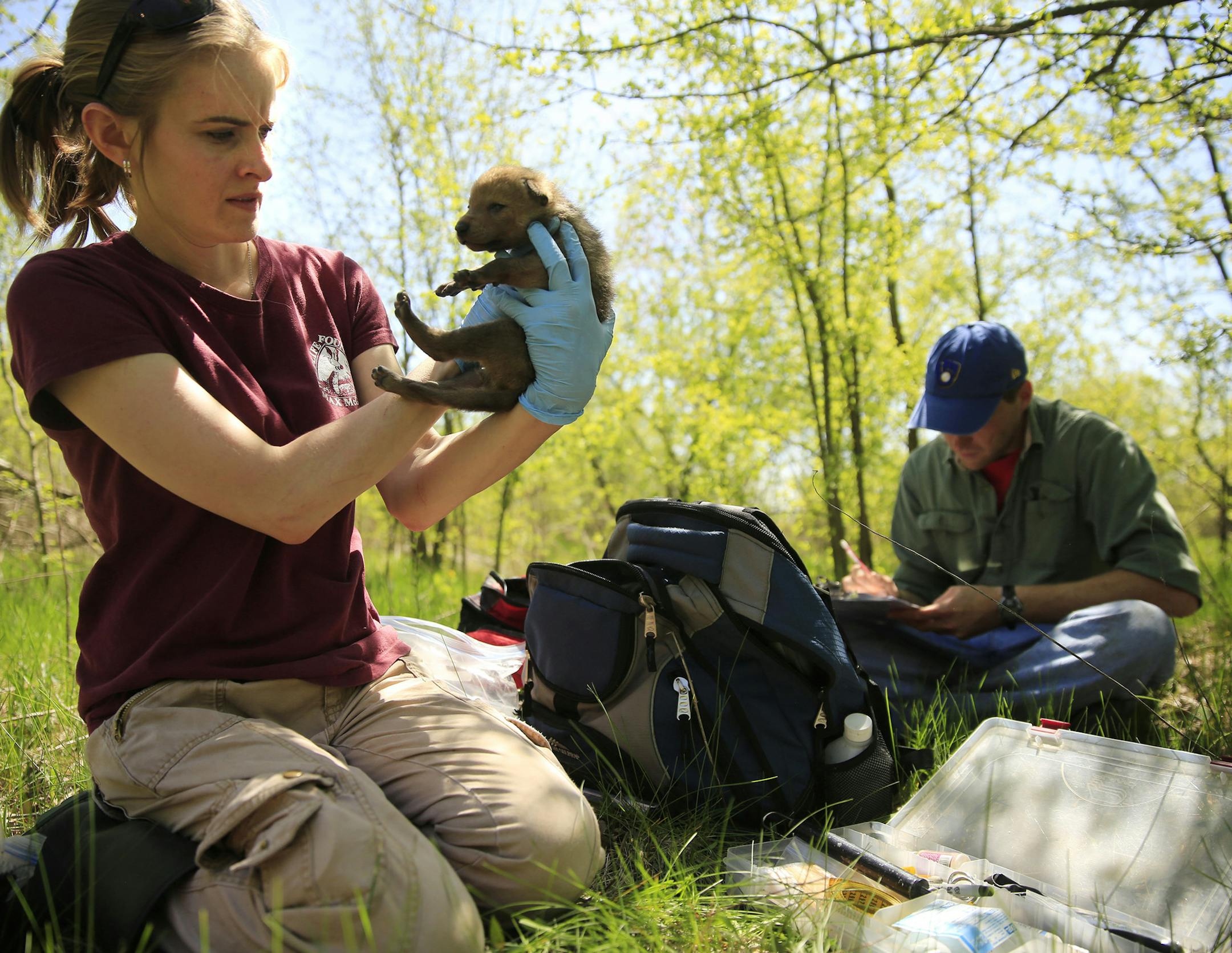 Heidi Garbe, left, Associate Research Scientist at the Max McGraw Wildlife Foundation, checks the health of one of two coyote puppies found Tuesday, May 7, 2013 in a northwest suburban forest preserve near Chicago as Andy Burmesch, right, wildlife research technician, records data. (Chris Walker/Chicago Tribune/TNS)