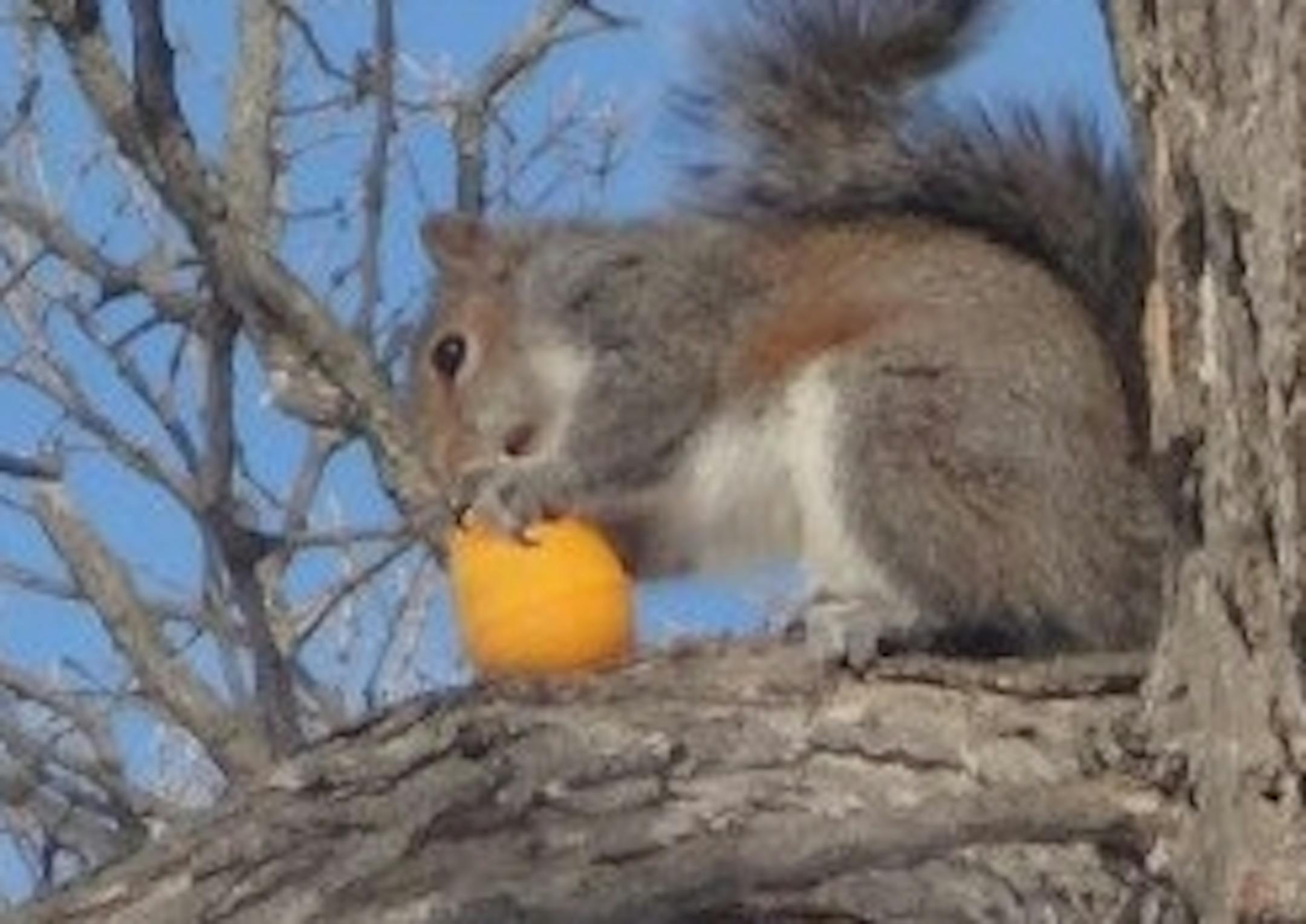 Larcenous squirrels dug into eggs for treats.